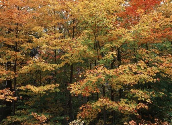Canada, Ontario, Gravenhurst, forest in autumn